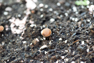 Champignon du Québec