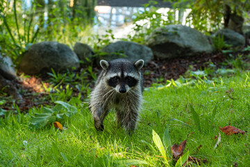 one cute young raccoon cautiously walking towards you in the park