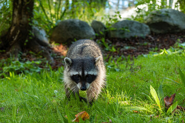 one cute young raccoon cautiously walking towards you in the park