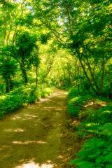 path in the forest