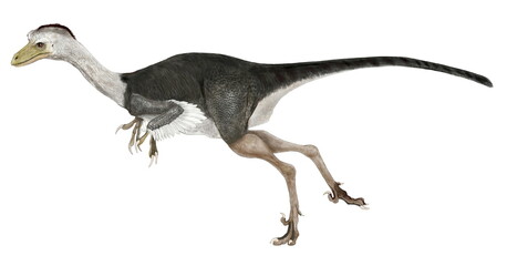Obraz na płótnie Canvas ステノニコサウルスはむしろトロオドンという旧名がよく知られている。最も知能が優れた恐竜。その歯にはティラノサウルスと同じセレーションと呼ばれる鋸状の刻みが付いていた。今ではトロオドンは学問上固有種としての名称は消滅したが中生代の恐竜の中で最も頭がよく、立体視が可能で夜行性の大きな目を持った俊敏な恐竜である。