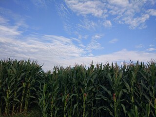 field of corn