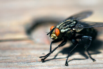 Blowfly, carrion fly, black fly sitting on a wooden surface closeup