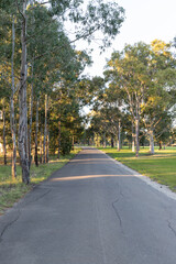 Fototapeta na wymiar Empty street between trees in Parramatta Park.