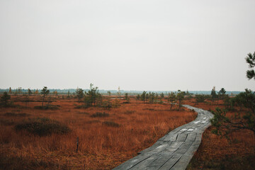 Yelnya swamps. Belarus. Nature trail