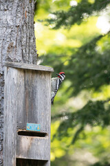 Yellow-bellied Sapsucker drumming on bat box