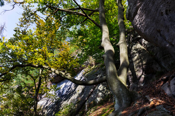 Late summer Landscape in the Czech Switzerland, Czech Republic