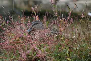 Mallard Duck in Wild Grass 2020 II