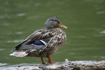 Mallard Duck at Lake side 2020 I
