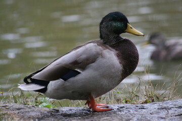 Mallard Duck Lakeside 2020 II 