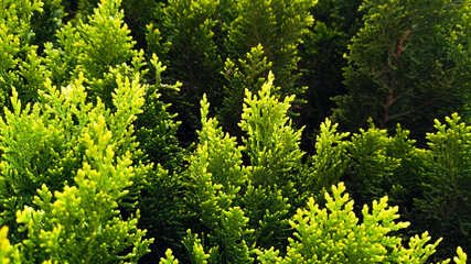 Fototapeta premium Bosque