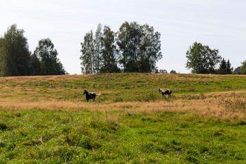 Late summer Landscape in the Czech Switzerland, Czech Republic