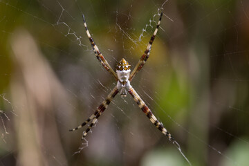 spider on web