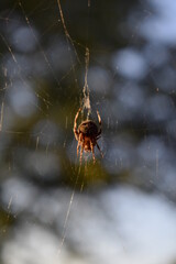 Orb Weaver