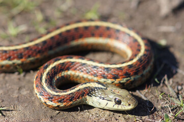 Obraz premium Coast Garter Snake Close-Up. Ano Nuevo State Park, San Mateo County, California, USA.