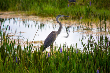 Heron in a lake