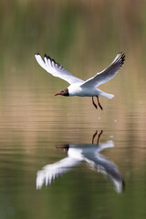 Black-headed Gull (Larus ridibundus), flying over water surface hunting insects, Baden-Wuerttemberg, Germany