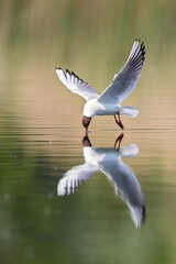 Black-headed Gull (Larus ridibundus), flying over water surface hunting insects, Baden-Wuerttemberg, Germany