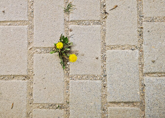 Dandelion (Taraxacum officinale) blooming lonely on sealed concrete area, Hesse, Germany