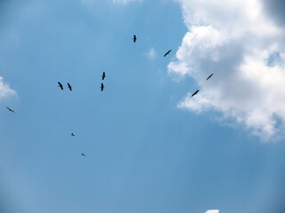 Storks in the sky in a chaotic manner and in pairs. An example of a violation of social distance...
