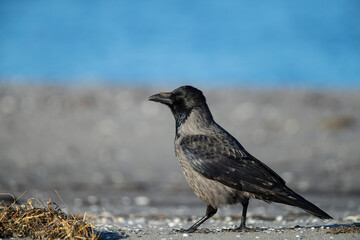 Hooded Crow (Corvus cornix), Mecklenburg-Western Pomerania, Germany