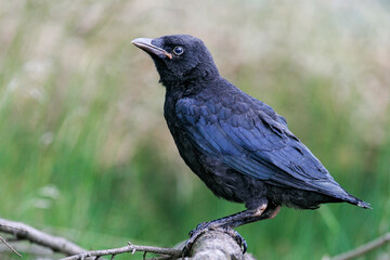 Fototapeta premium Carrion Crow (Corvus corone), juvenile, Hesse, Germany