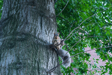 squirrel