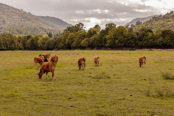 Group of cows grazing in a beautiful green mountain landscape, Serra da Estrela, Portugal