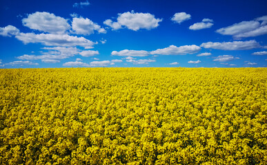 Obraz premium Rape (Brassica napus) yellow blooming field with blue sky and clouds, Baden-Wuerttemberg, Germany