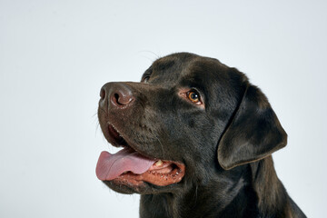 Purebred dog with black hair on a light background portrait, close-up, cropped view