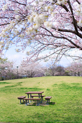 桜に囲まれた公園のテーブルベンチ