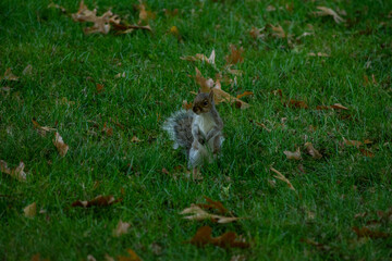 squirrel