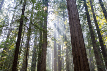 Beams of sunlight pierce a dark, imposing, old-growth Redwood forest in Humboldt, California. Redwood trees, Sequoia sempervirens, are the tallest and most massive tree species on Earth.