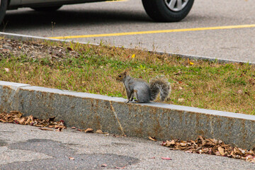 squirrel in parking lot