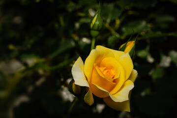 A single yellow rose flower with buds isolated on a blurred background.