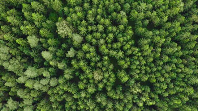 Top down view green pine forest. Aerial time-lapse, timelapse. Overhead treetops sway in wind. Colorful texture in nature. Zoom in and spin flight over conifers woods, natural background in motion