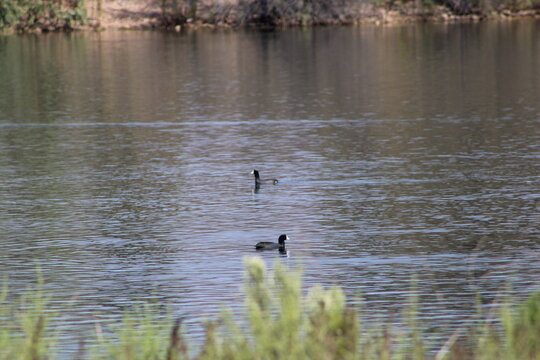 pond.