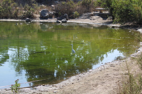 lake in the park.