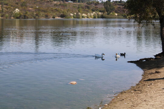 ducks on the lake