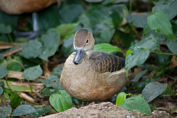 Lesser Whistling Duck, Dendrocygna javanica, relaxing on shore