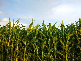 field of corn