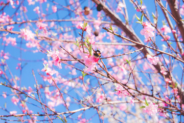 cherry blossom in the spring