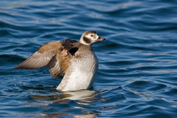 Female Long-tailed Duck, Clangula hyemalis, stretching wings