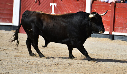 spanish black bull with big horns running on the show of bullfight in spain