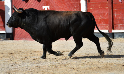 spanish black bull with big horns running on the show of bullfight in spain