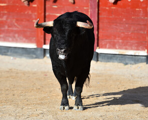 toro bravo español con grandes cuernos corriendo en una plaza de toros durante un espectaculo...