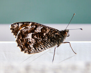 Sandbutterfly Hipparchia semele landed at my table one summerday