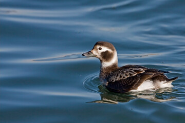 Female Long-tailed Duck, Clangula hyemalis, in calm water