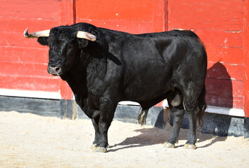 spanish black bull with big horns on spanish bullring  in a traditional spectacle of bullfight