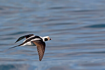 Male Long-tailed Duck, Clangula hyemalis, in flight over water